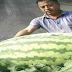 Semangka Super Besar, Berat 80 Kilo Lebih, Dihasilkan Oleh Petani Tiongkok