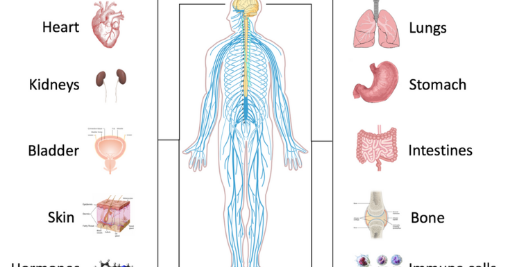 Savvy Secondary Science: Human Body System video clips