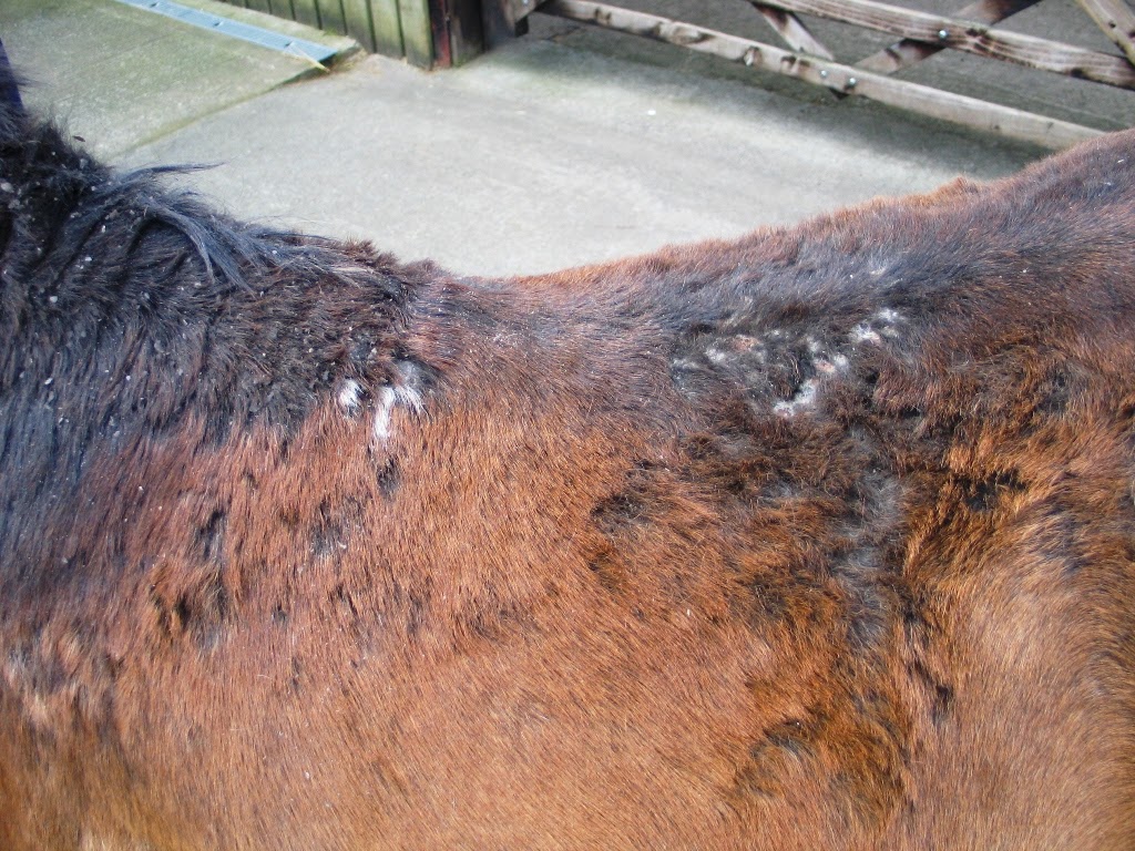 Horse Life and Love Sweet Itch Fidget's Summer Trial!