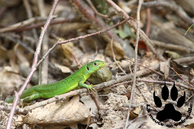 lezard-vert-colorado-provencal-rustrel