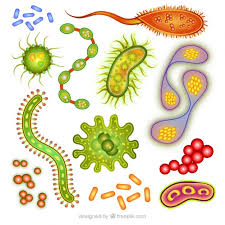 BIOLOGÍA 2º BACHILLERATO