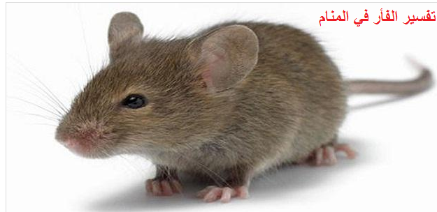 تفسير حلم الفأره او الفأر في المنام