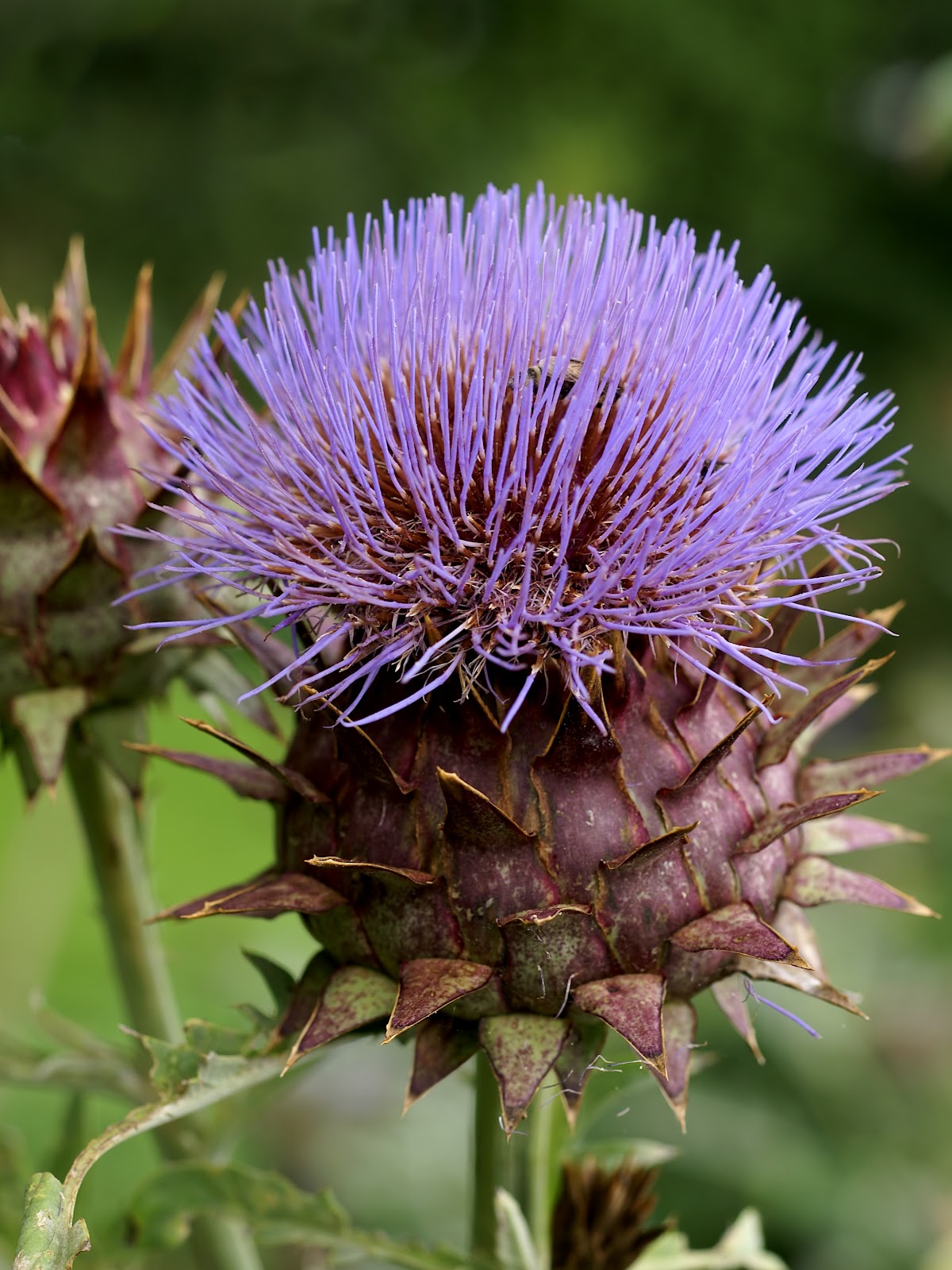 Fitzpatrick Farm Thistle The artichoke you can grow in any zone