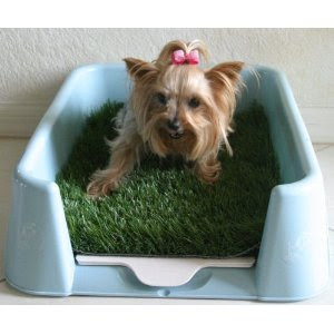 Small Dogs Litter Bo Goldenacresdogs Small Dogs Litter Bo