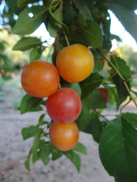 CIRUELAS AMARILLAS EN EL ÁRBOL