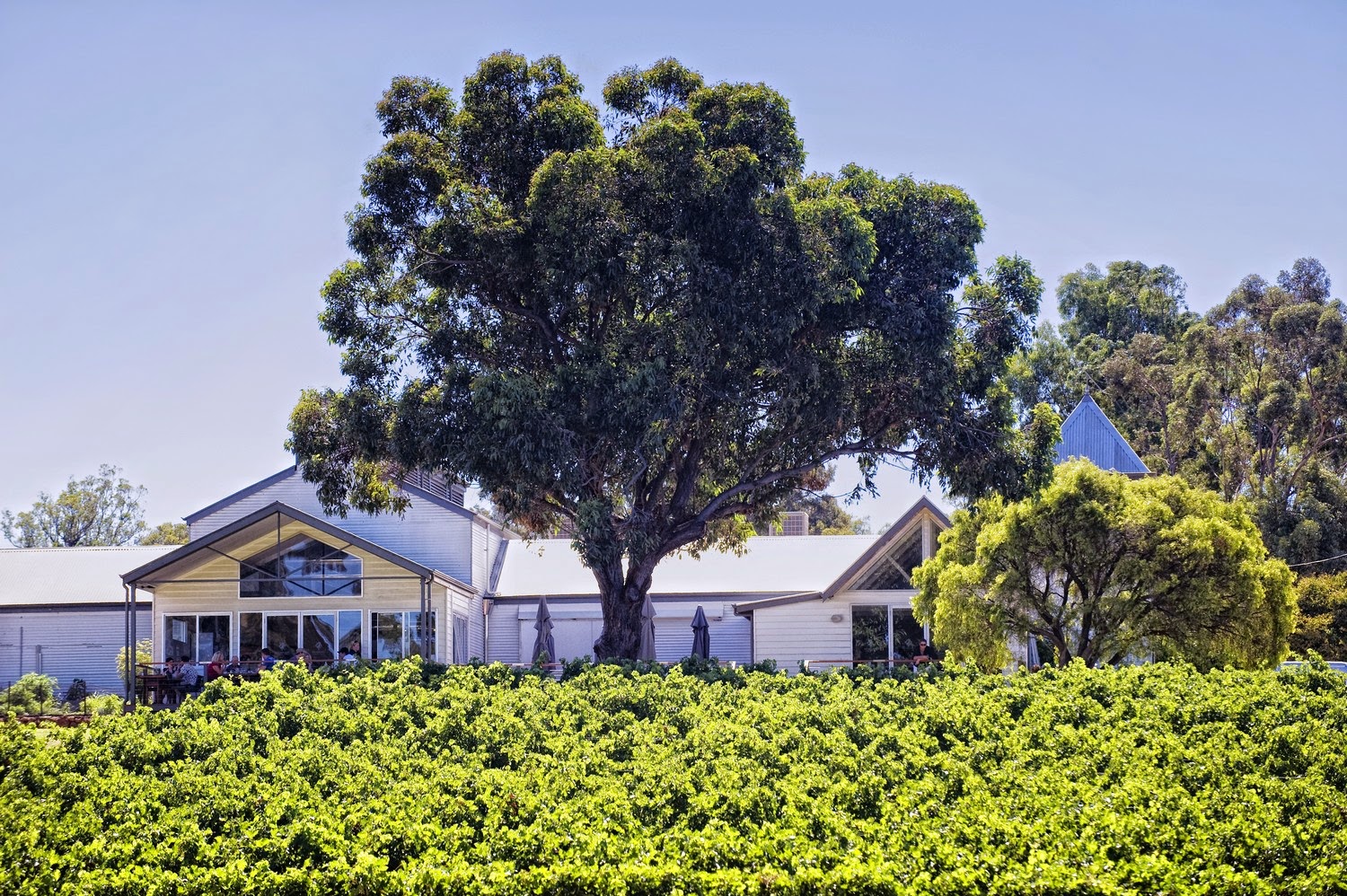 Bancroft Wines Blog Awardwinning AustraliaHay Shed Hill