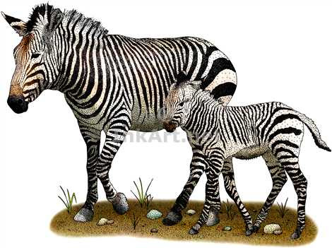 Lingkunganisme Zebra Gunung Kecil 3 Jenis Berkeliaran Dataran Tinggi Berbatu