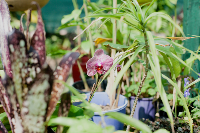 pink orchid purple orchid