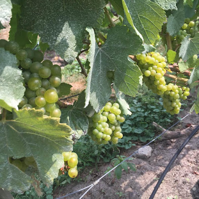 Chardonnay grapes at Truro Vineyards