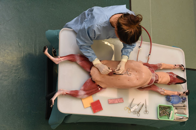 Syndaver canine, surgery alternatives, replacement