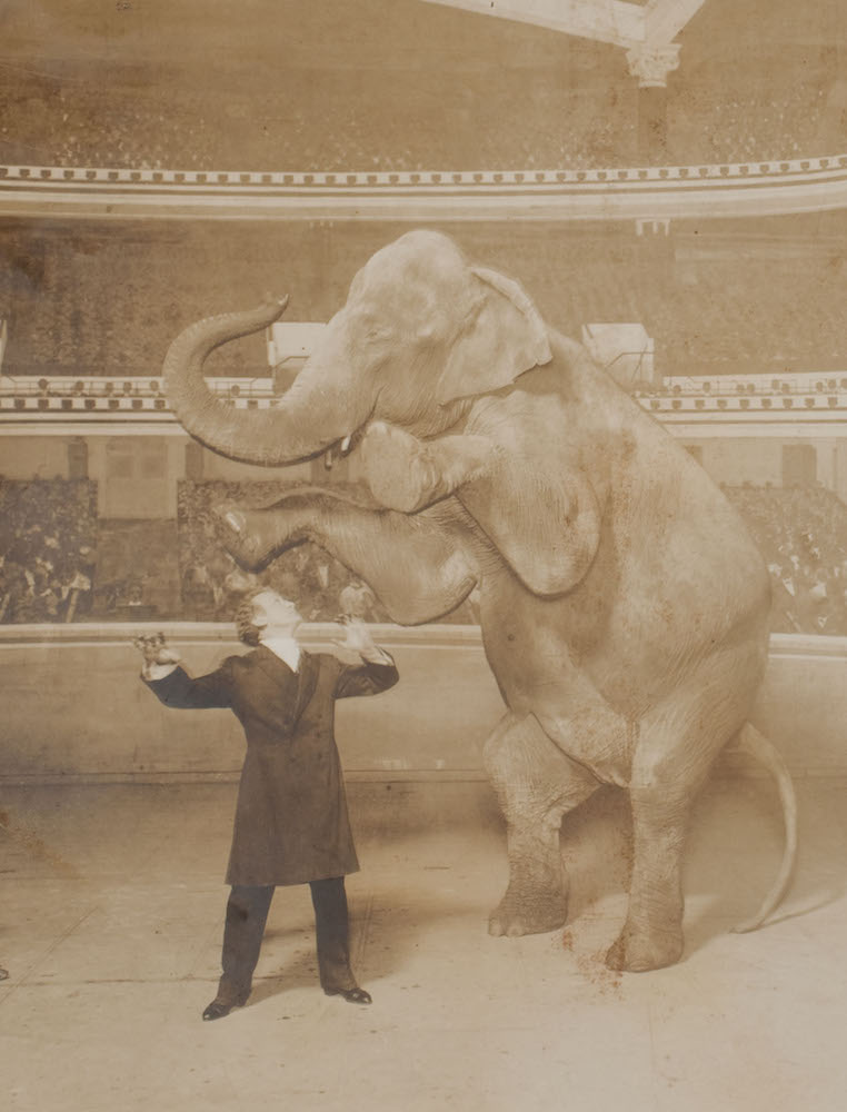 WILD ABOUT HARRY The Vanishing Elephant