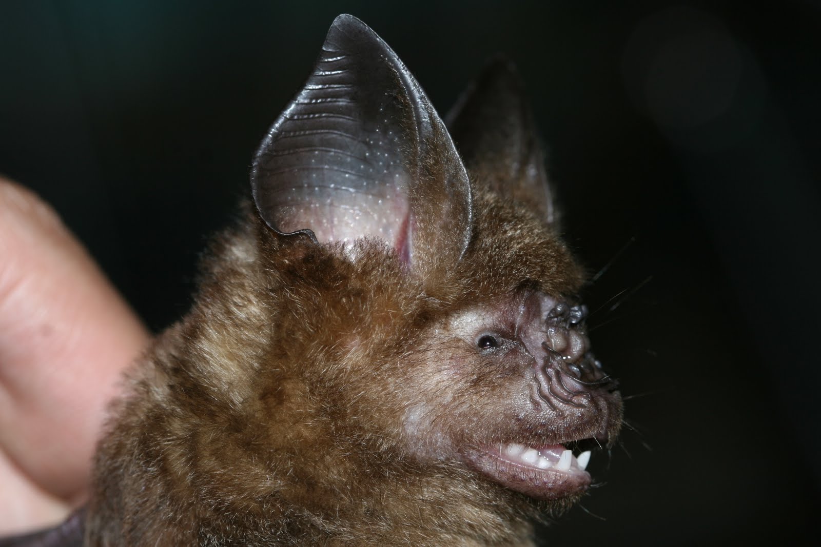 Vietnamese Bats blog