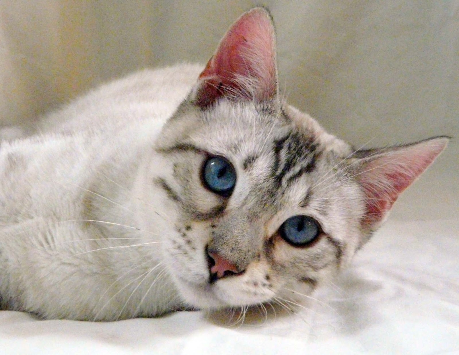 43 Top Images White Bengal Cat / Snow & White Bengal Cats for Sale | Wild & Sweet Bengals