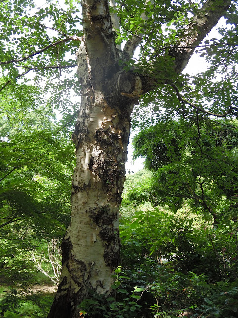 stare drzewo w ogrodzie japońskim