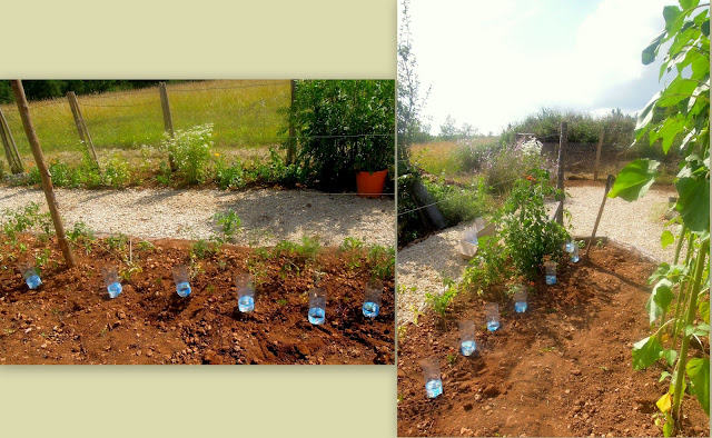 watering tomato plants