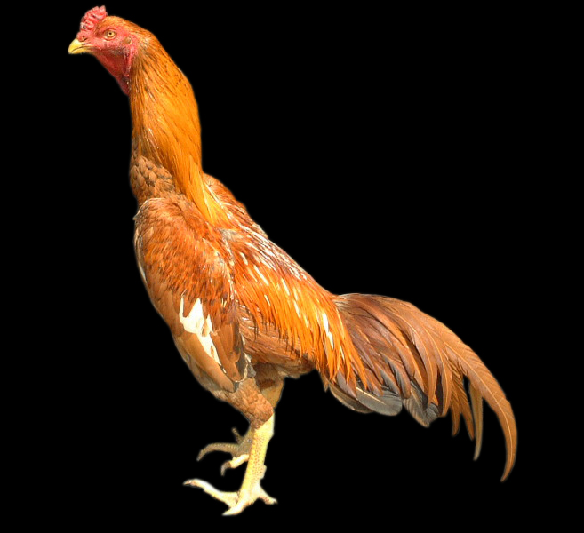Central Ayam: Jenis Ayam Hias Peliharaan