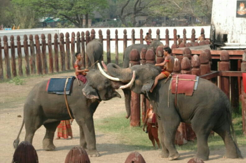 Diary of Thailand Elephant Kraal Pavilion