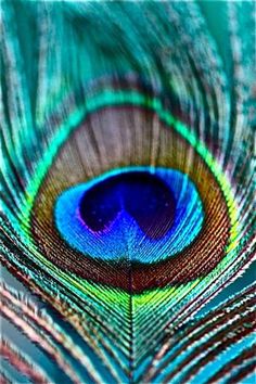 peacock images