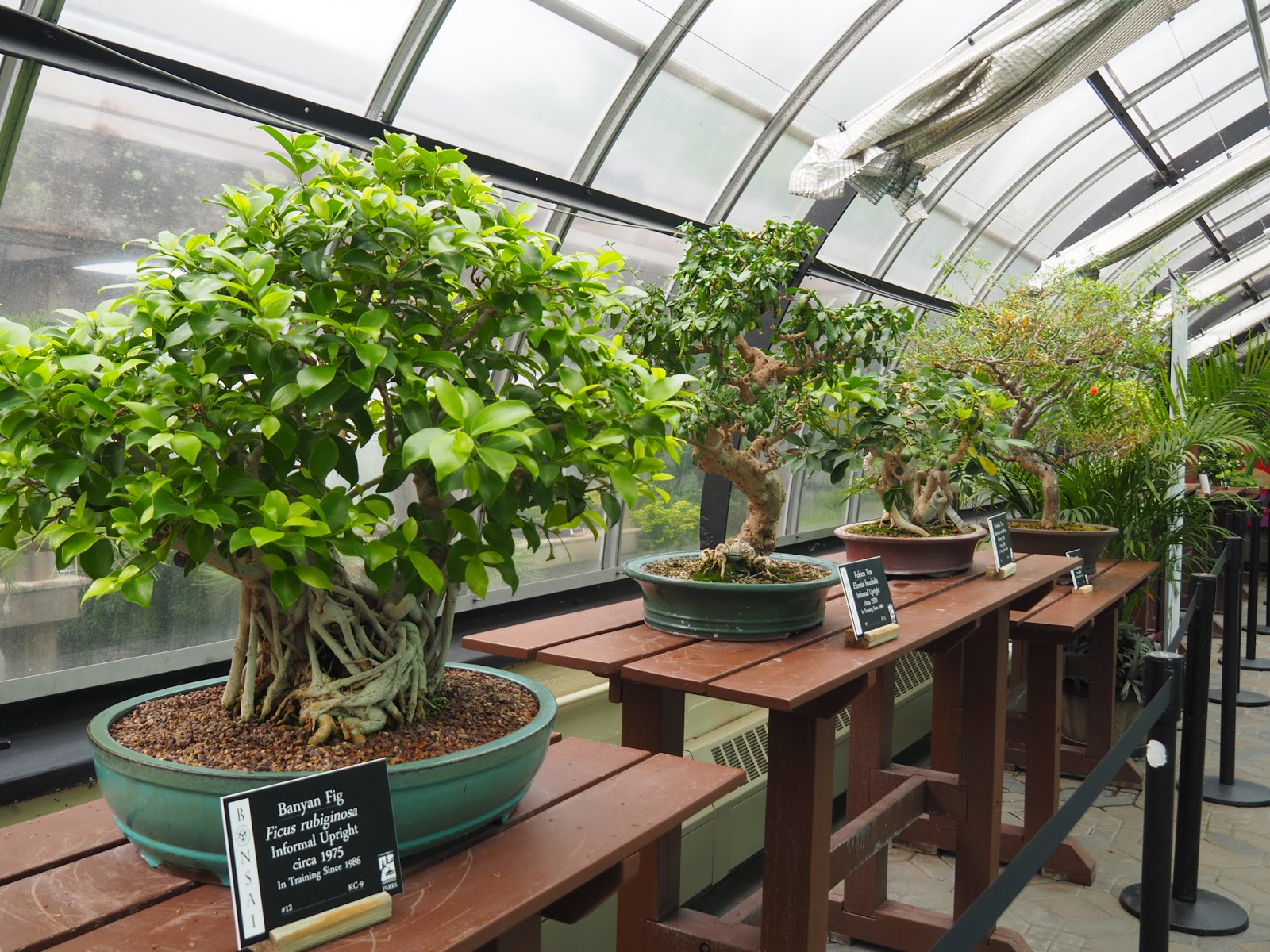 Butterfly Bush Bonsai