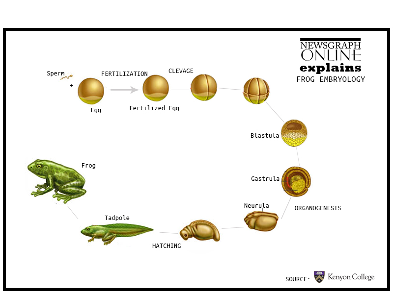 Capturing Life A time lapse on the birth of a frog