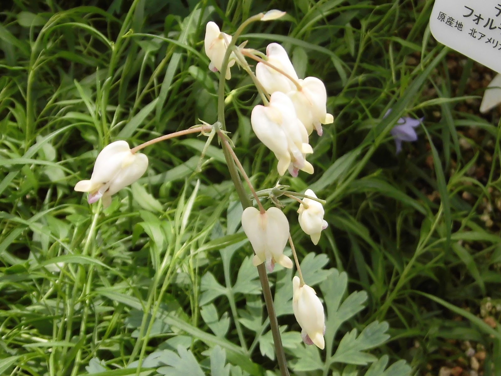 60歳で無職の優雅な日々 ディケントラ・フォルモサ・オレガナ Dicentra formosa ssp. oregana