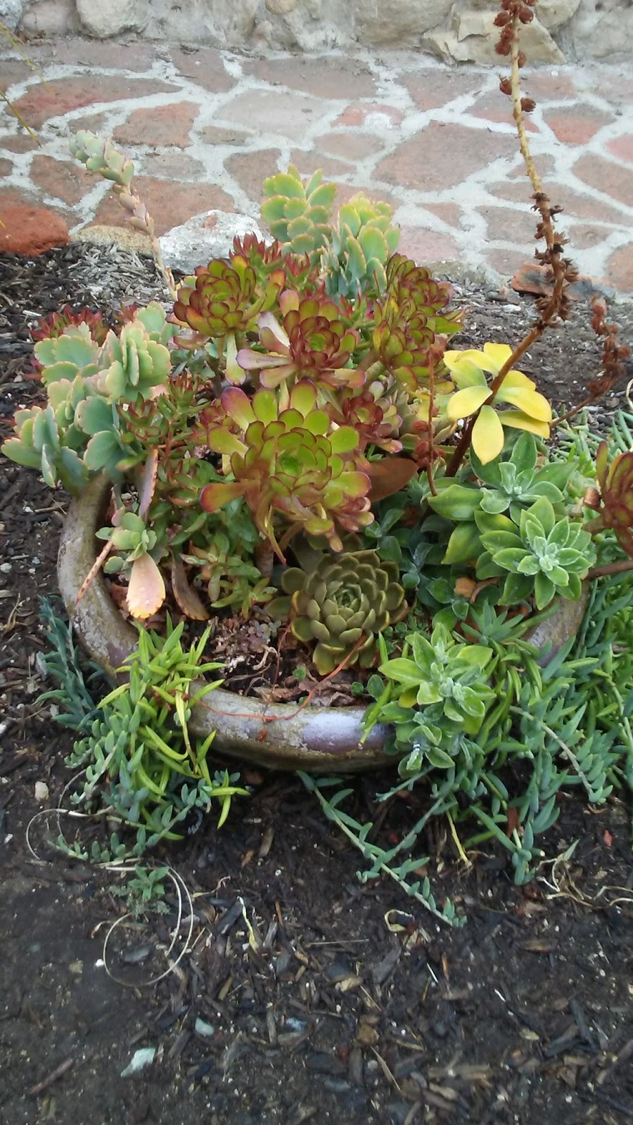 Classtopia Plants Of The San Juan Capistrano Mission