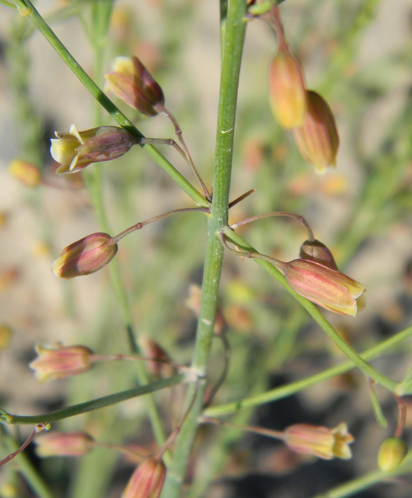 Owyhee Agriculture Flowers