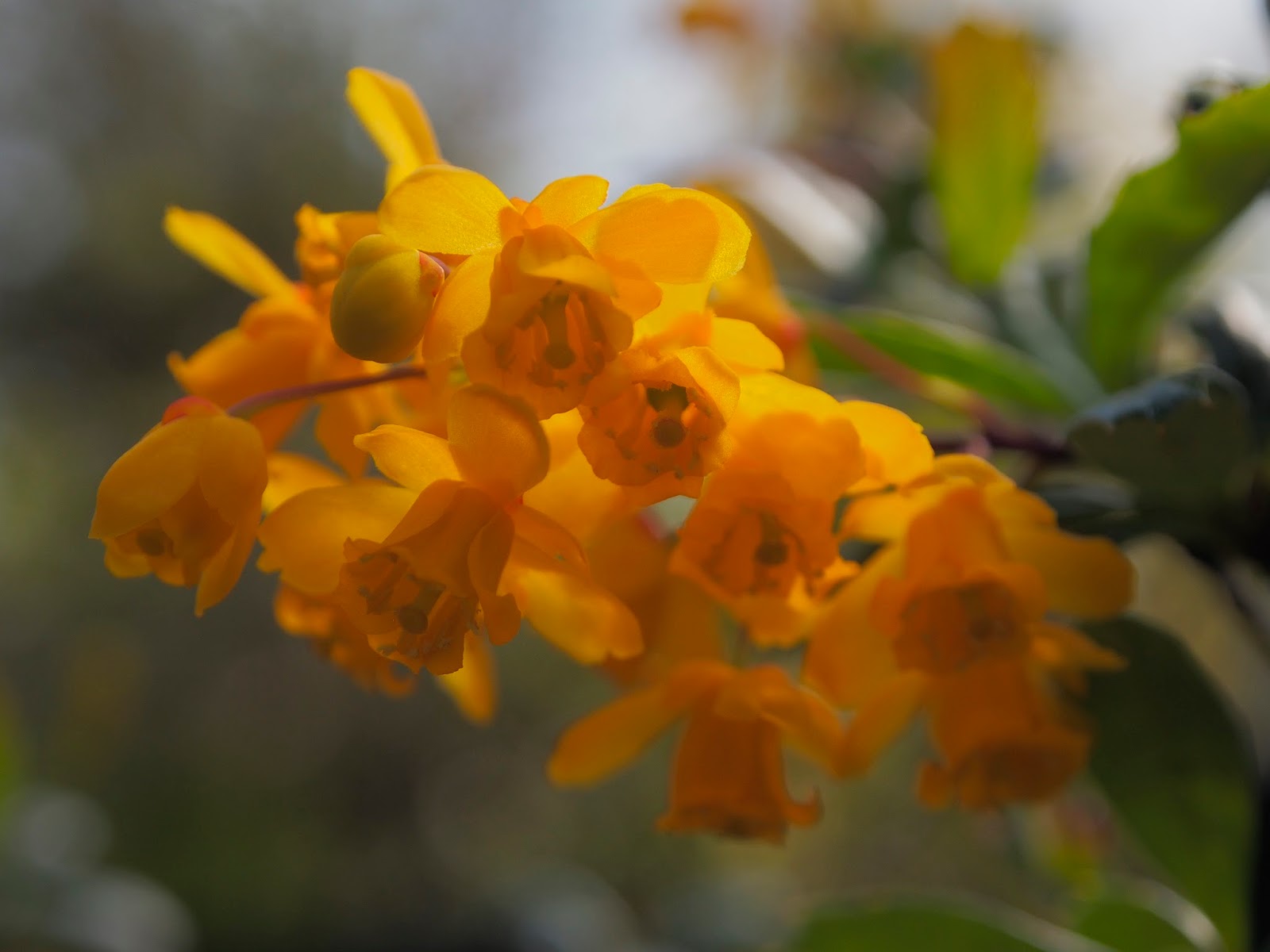 My Favorite Plant In The Garden This Week Berberis X Stenophila