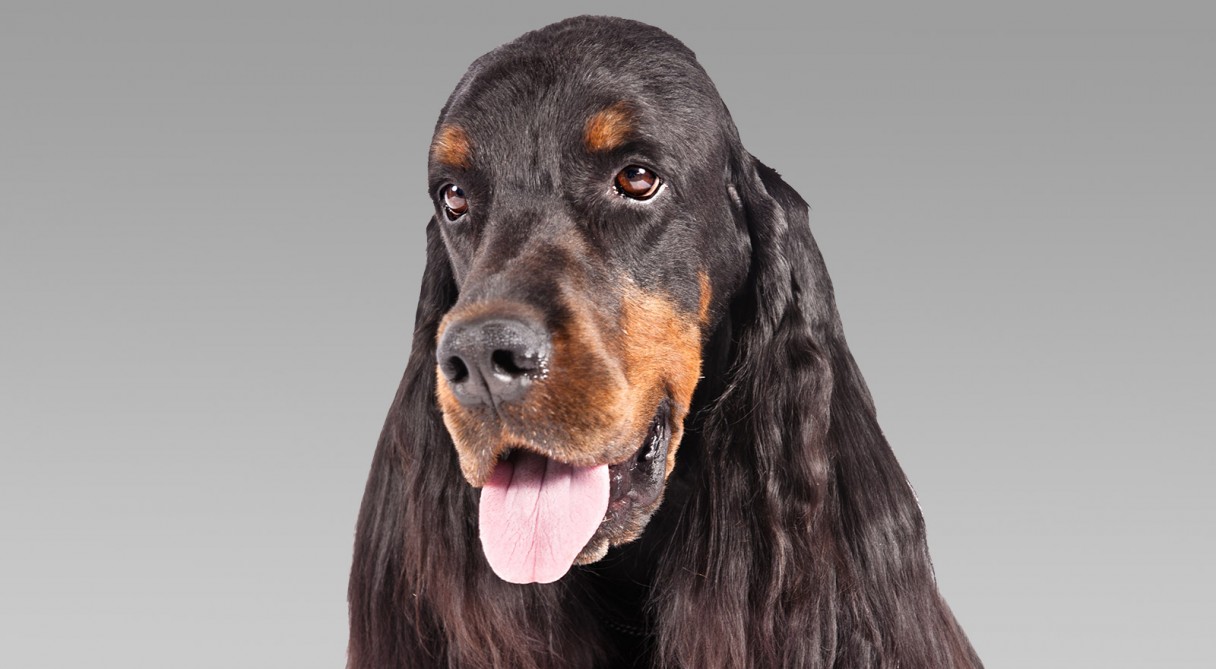 2019 year - How to Identify a Gordon Setter 2019 year