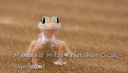 Mitos Kejatuhan Cicak Di Kepala Tangan Kaki Pundak Paha Perut
