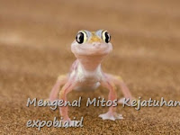 Mitos Kejatuhan Cicak Di Kepala Tangan Kaki Pundak Paha Perut Punggung Arti Makna Dan Pertandanya Mitos Kejatuhan Cicak Di Kepala Tangan Kaki Pundak Paha Perut Punggung Arti Makna Dan Pertandanya