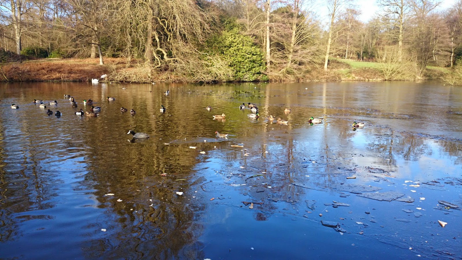 Ducks on the iced pond surface Ducks on the surface of the iced pond