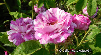 rosa gallica camaieux confetture petali ed erbe per tisane sali aromatici percorsi olfattivi ed altro alla fattoria didattica dell ortica a Savigno Valsamoggia Bologna in Appennino vicino Zocca
