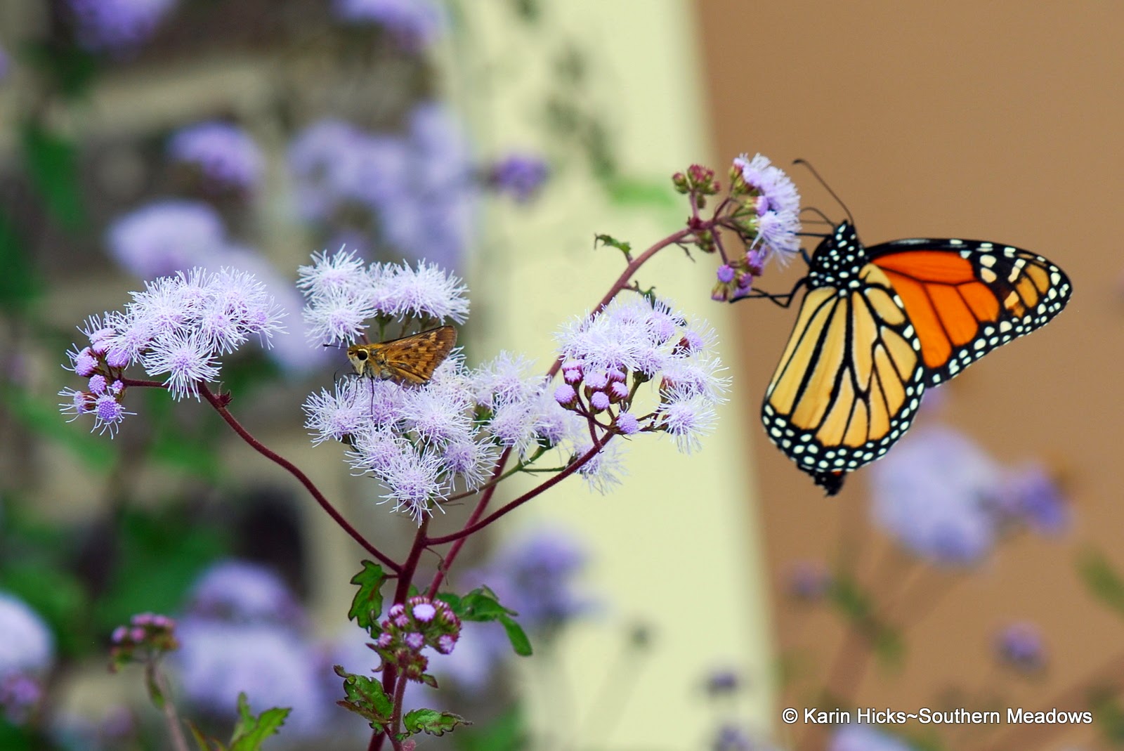 Monarch butterflly and Fiery skipper on ageratum
