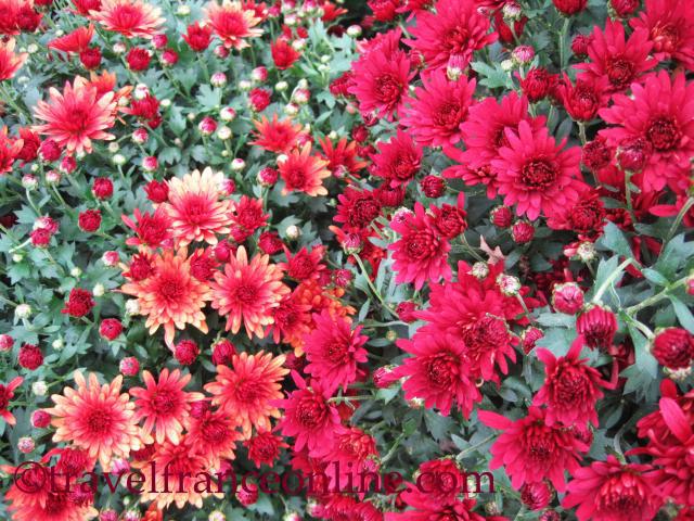  of Flowers the chrysanthemum is the symbol of Peace and Resurrection