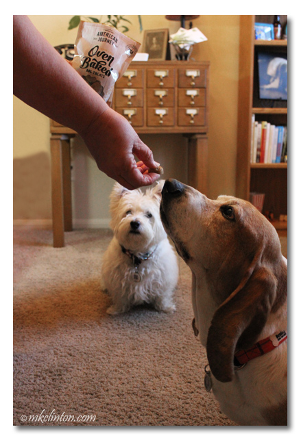 Basset smelling dog treat while Westie watches