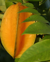 khasiat buah belimbing