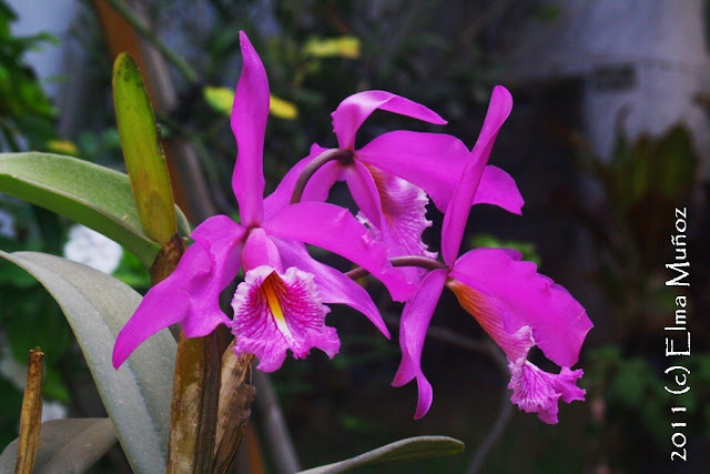 Orquideas del Peru : Cattleya maxima