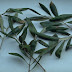 SAY GOODBYE TO BRAIN HEMORRHAGES, DIABETES, HYPERTENSION, ALZHEIMER’S AND MORE WITH THE USE OF THESE SIMPLE LEAVES!