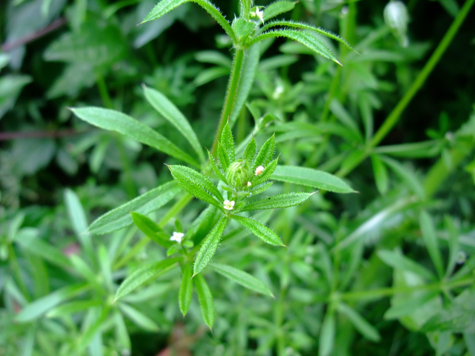 HERBAL PICNIC CLEAVERS