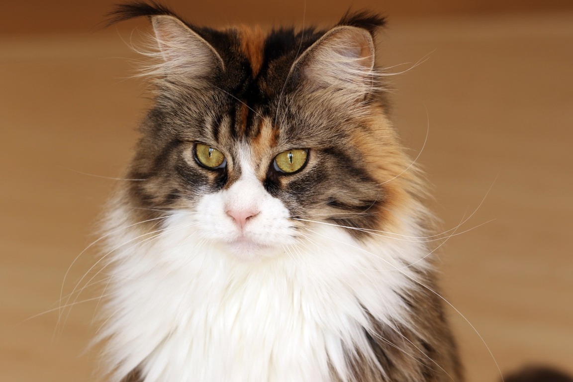 Scodinzolo Le 10 Migliori Razze Di Gatti Parte Seconda
