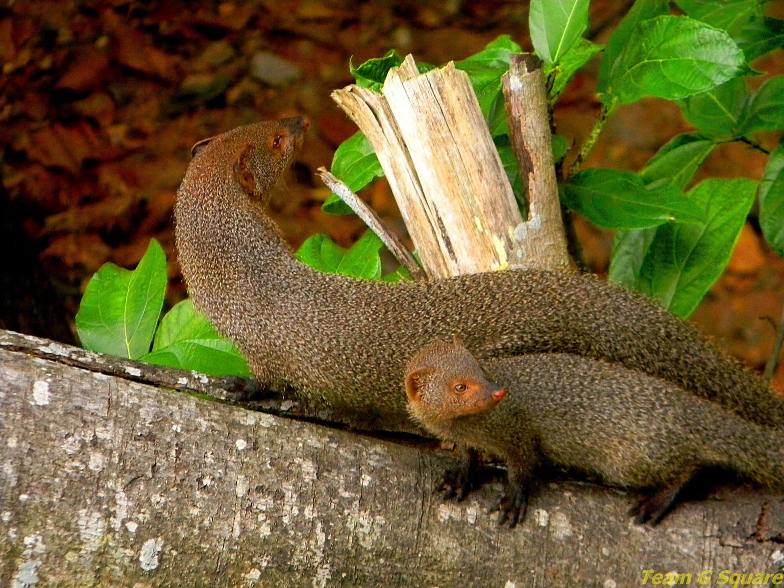 Team G Square: Indian Grey Mongoose