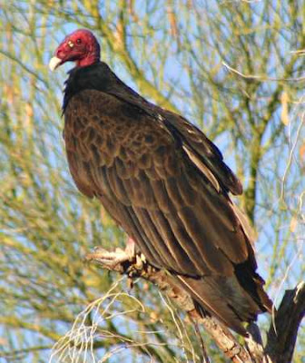 Jote de cabeza colorada Cathartes aura