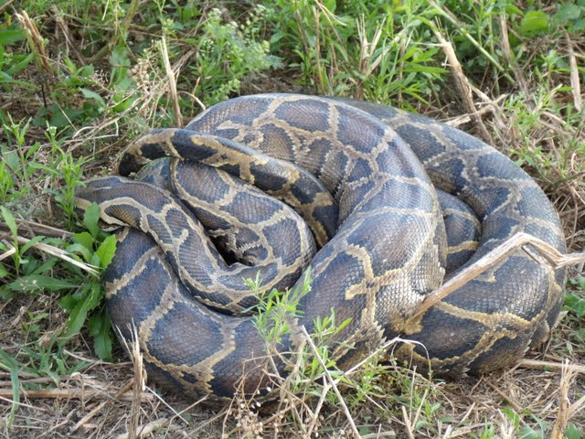 Pitón Birmana, especie invasiva Jefferson Aleman