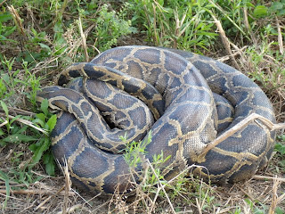 Pitón Birmana, especie invasiva Jefferson Aleman