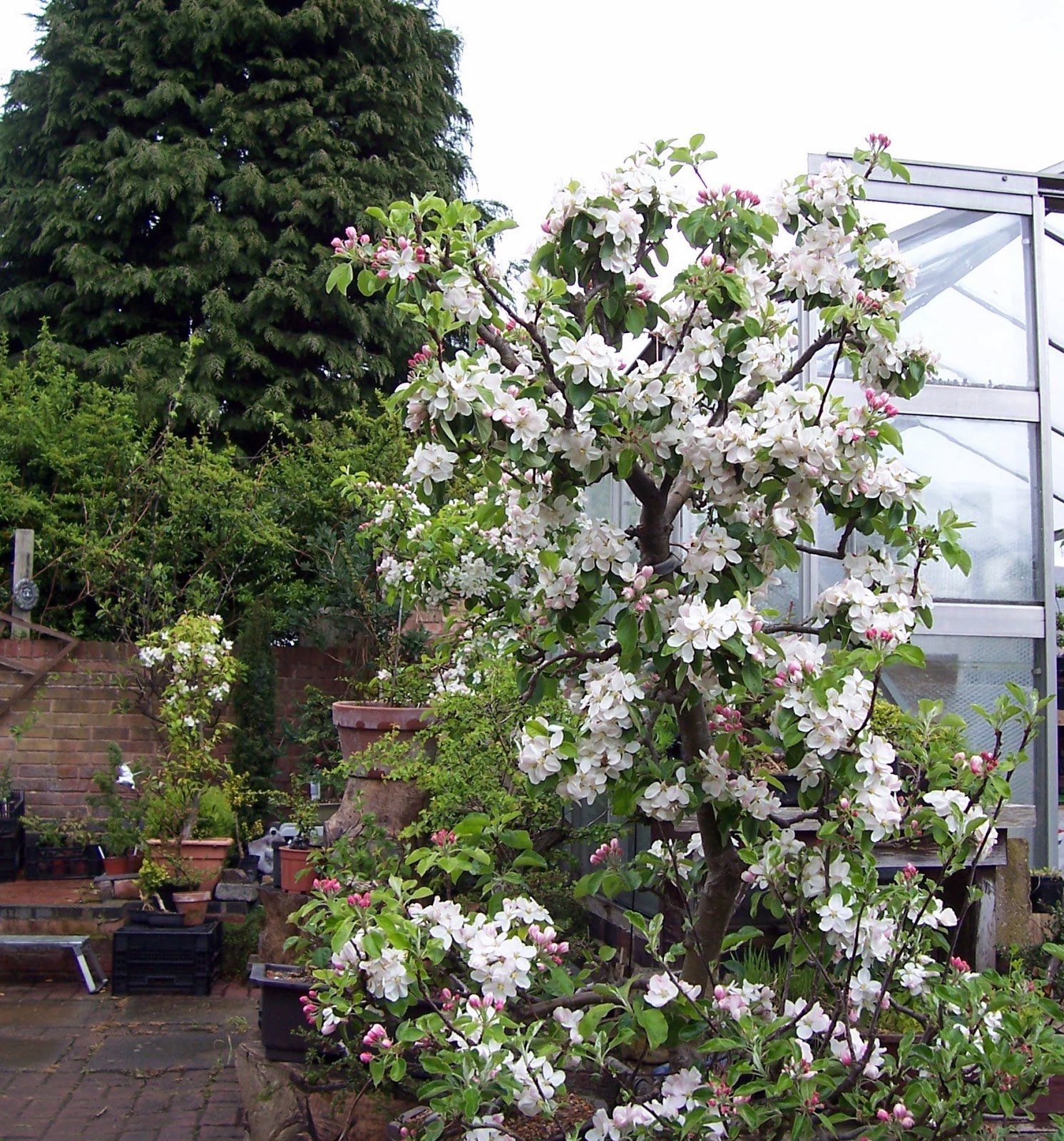 MiKo Bonsai Apple Blossom