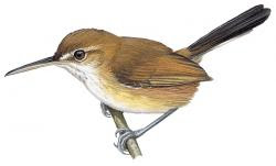 Ramphocaenus melanurus
