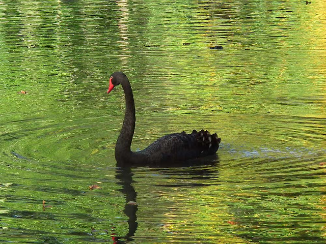 Black Swan at the Chateau of Cheverny. Loir et Cher. France. Photographed by Susan Walter. Tour the Loire Valley with a classic car and a private guide.