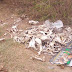 Ossadas na estrada de Boa Paz, no município de Mairi