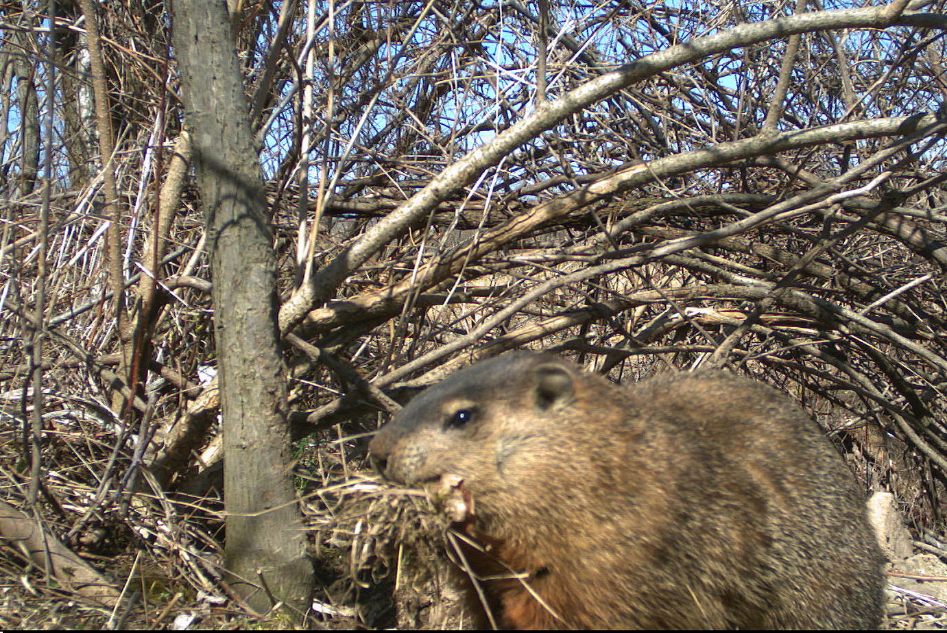 Backyard Beasts Woodchuck action through the lens of a Reconyx